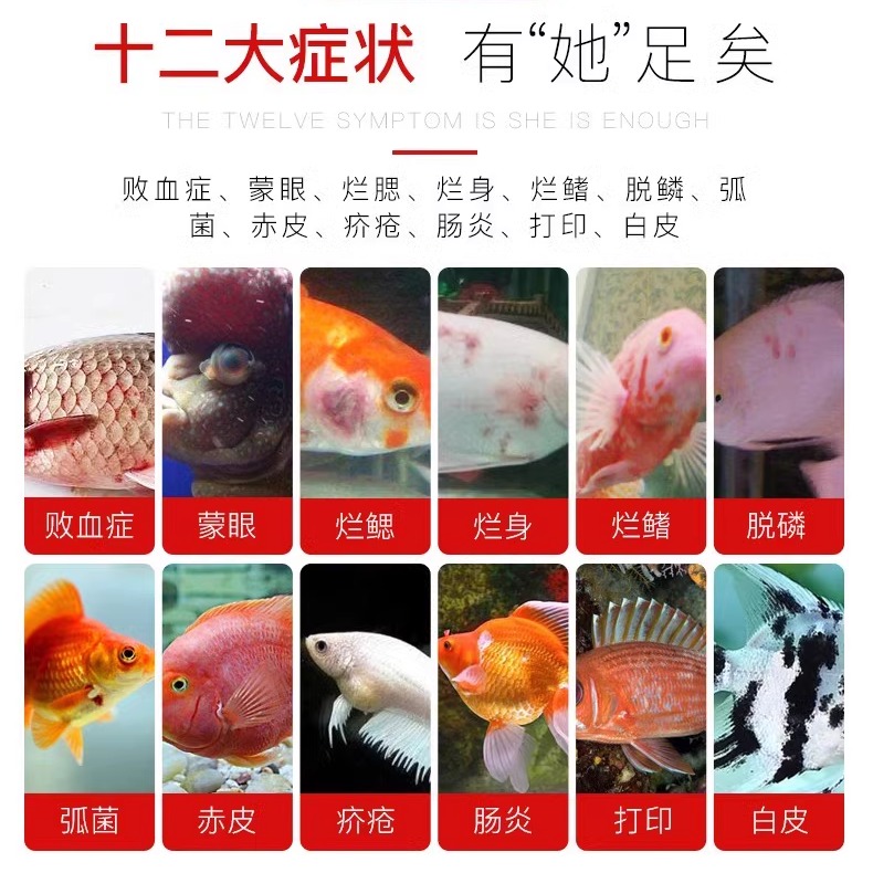 鱼药烂身烂尾黄粉白点净水霉病专用药锦鲤金鱼斗鱼肠炎炸鳞蒙眼 - 图0