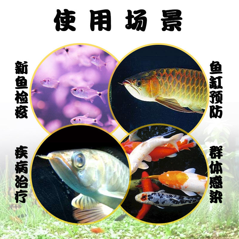 鱼缸日本黄粉正品治疗观赏鱼热带鱼乌龟蒙眼白