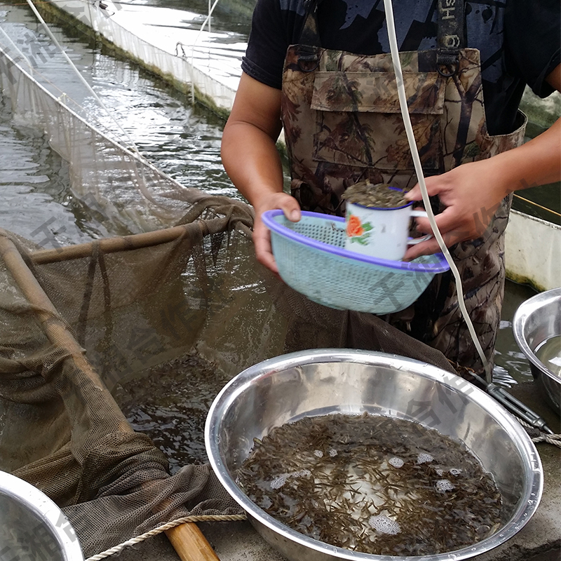 热销台湾泥鳅小苗幼苗鱼花水花本地泥鳅寸苗大品种帆布池淡水好养 - 图2