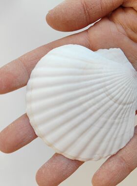 天然大贝壳片幼儿园手工diy绘画涂鸦打孔白色小扇贝壳海螺装饰画
