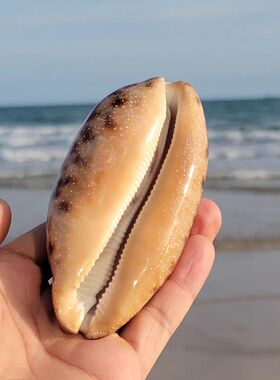 天然超大海螺大贝壳丛云宝螺白珊瑚海星标本摆件鱼缸造景