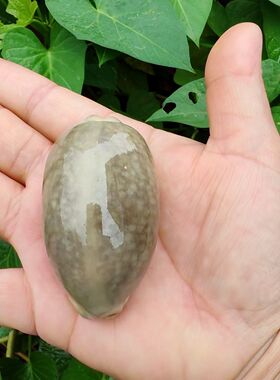 澡化花枕宝螺天然稀有海螺贝壳标本收藏鱼缸水族造景装饰摆件