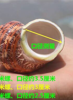 古文螺猫眼嵘螺天然贝壳海螺鱼缸造景家居装饰卷贝鱼寄居蟹替换壳