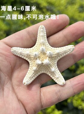 天然海星标本创意手工diy拍照贝壳道具地中海饰品海螺摆件大胖星