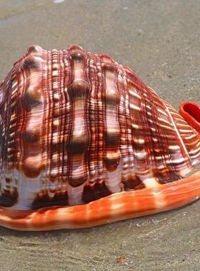 天然海螺贝壳超大四大名螺万宝水族造景摆件礼品装饰品收藏大海螺