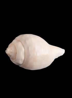 尼泊尔天然白海螺藏传佛具用品佛前吉祥八供海螺供佛密宗佛堂摆件