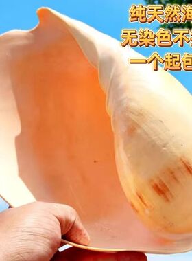 天然黄飘螺家居收藏超大海螺贝壳装饰送礼工艺品礼物摆件鱼缸造景
