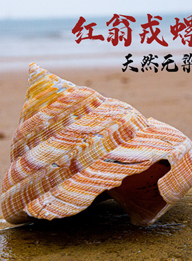 天然海螺橘红翁戎螺贝壳