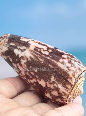 天然海螺贝壳杀手芋螺织锦芋螺玉米螺高贵芋螺鱼缸装饰品造景摆件