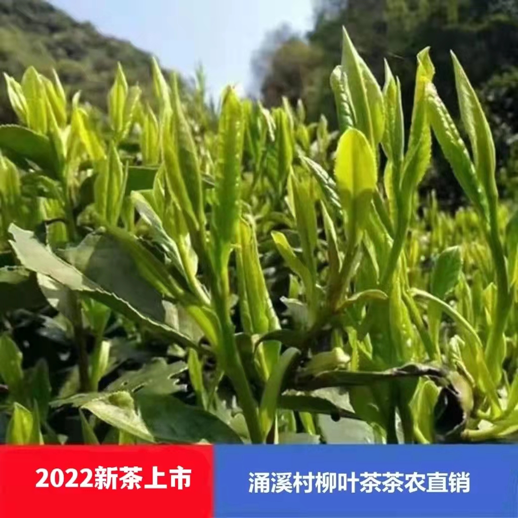 一级绿茶涌溪火青高山云雾2022年125g柳叶春季品明后冲泡炒青精制