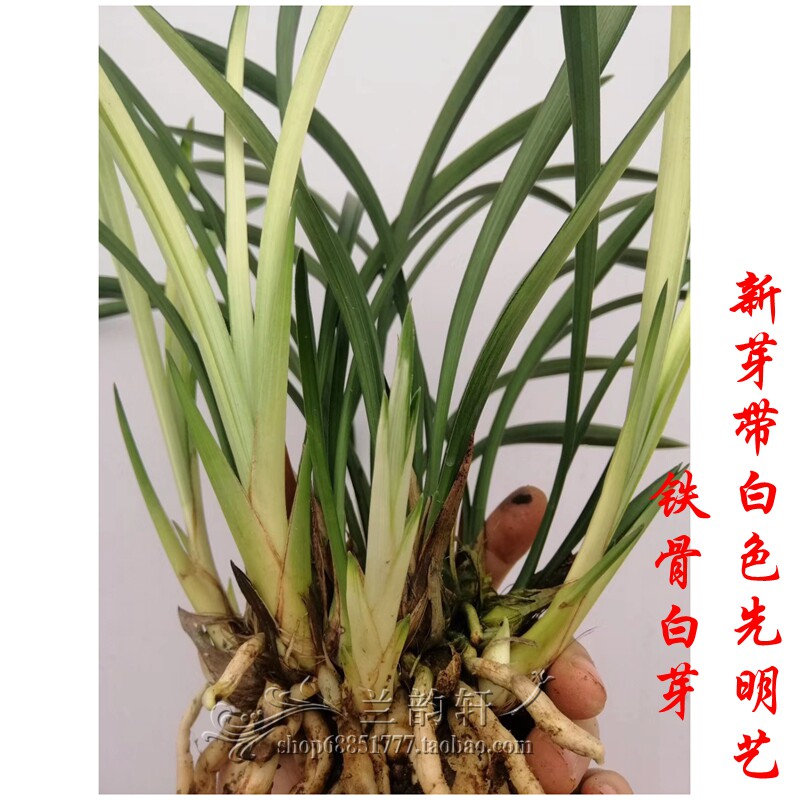 客厅兰花建兰秋兰铁骨素/国色天香老种容易养天香素发芽率高_虎窝淘