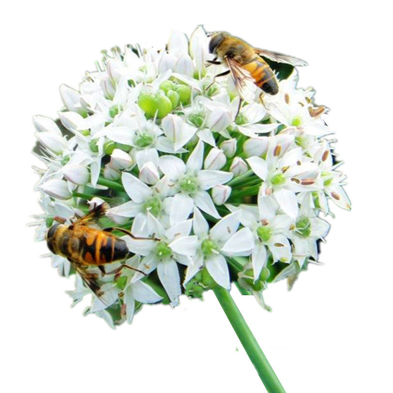 韭菜花新鲜农家现摘韭菜花朵花苞花蕾韭菜花酱原料火锅蘸料鲜韭花 主卜营农村经济合作社 淘优券