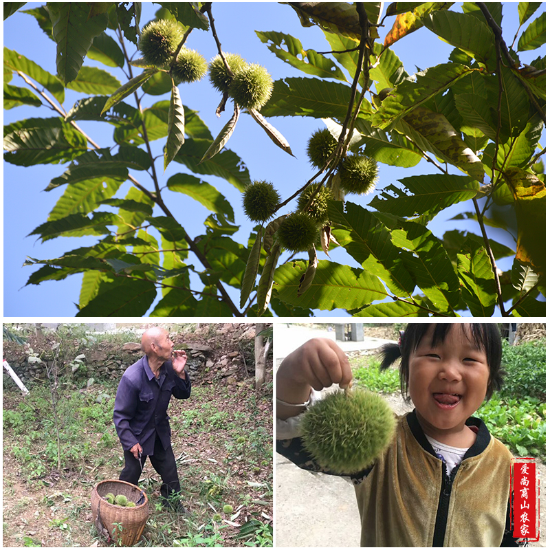 秦岭新鲜野生小毛栗油栗甘栗怀旧小吃零食板栗生原味即食5斤包邮 - 图3