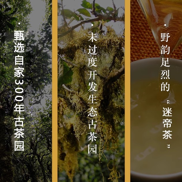 滇领号云南茶农直销头春普洱生茶300年古树茶岁丰京师单株500克 - 图3