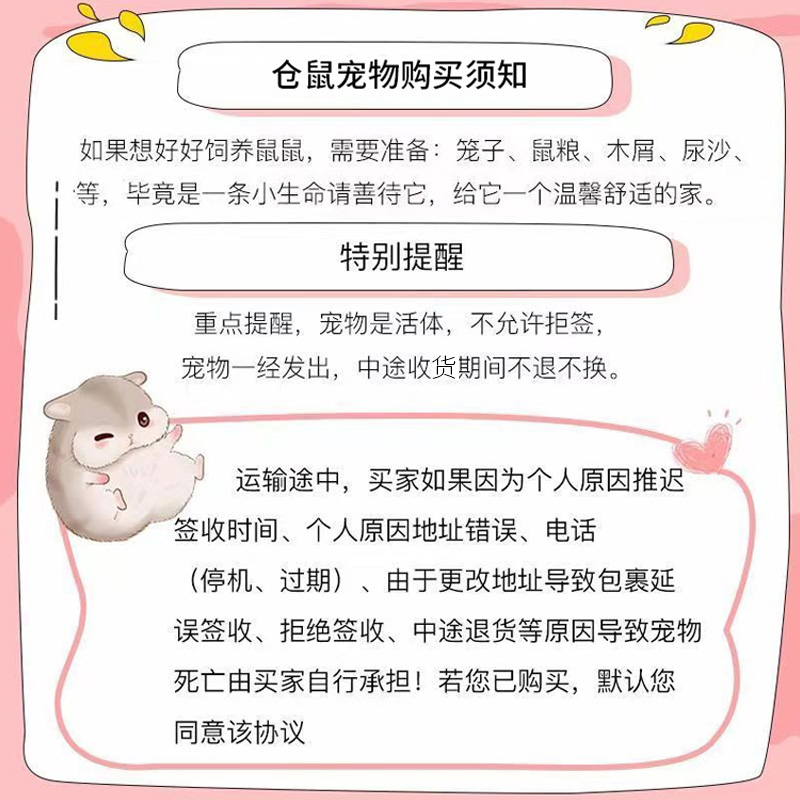 三线网红小仓鼠宠物仓鼠活物鼠类随身小宠物活的小型好养苍鼠活体-图2