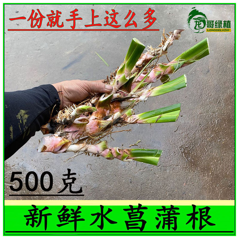 新鲜水菖蒲根中药 臭蒲根 菖蒲龙根500克 中药材 - 图1