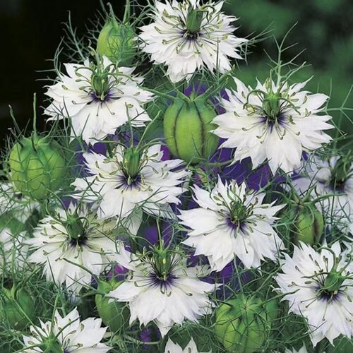 黑种草穴盘苗阳台庭院花园组合盆栽植物高杆切花耐寒耐热满18包邮 - 图2