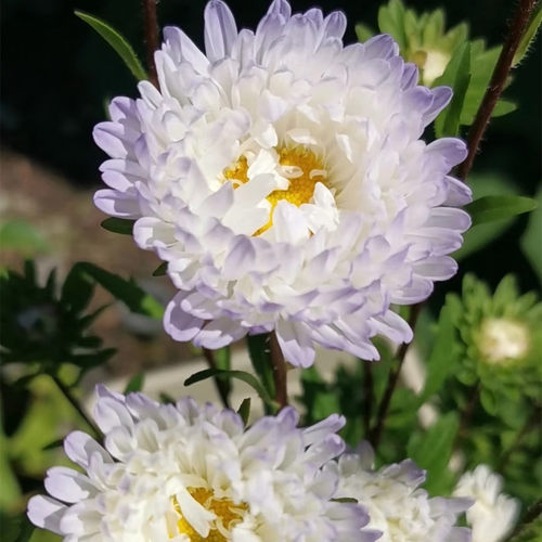 翠菊穴盘苗盆栽公爵夫人好养花量大阳台庭院花园切花植物满18包邮 - 图3
