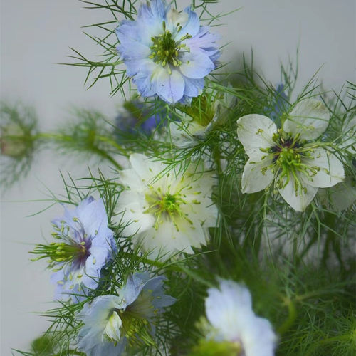 黑种草穴盘苗阳台庭院花园组合盆栽植物高杆切花耐寒耐热满18包邮 - 图3