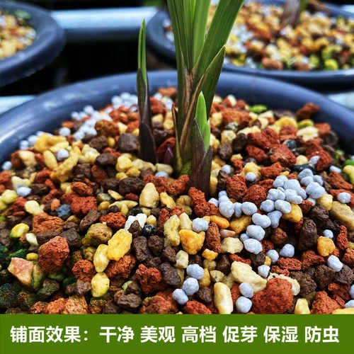 赤玉土植金石三合一专用土多肉红土粒石斛多肉护茎土高档铺面兰花 - 图2