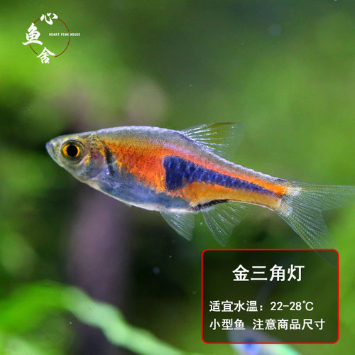 红绿灯鱼宝莲灯鱼小型热带鱼玻璃灯科鱼合集活群游鱼钻石灯红灯管 - 图2