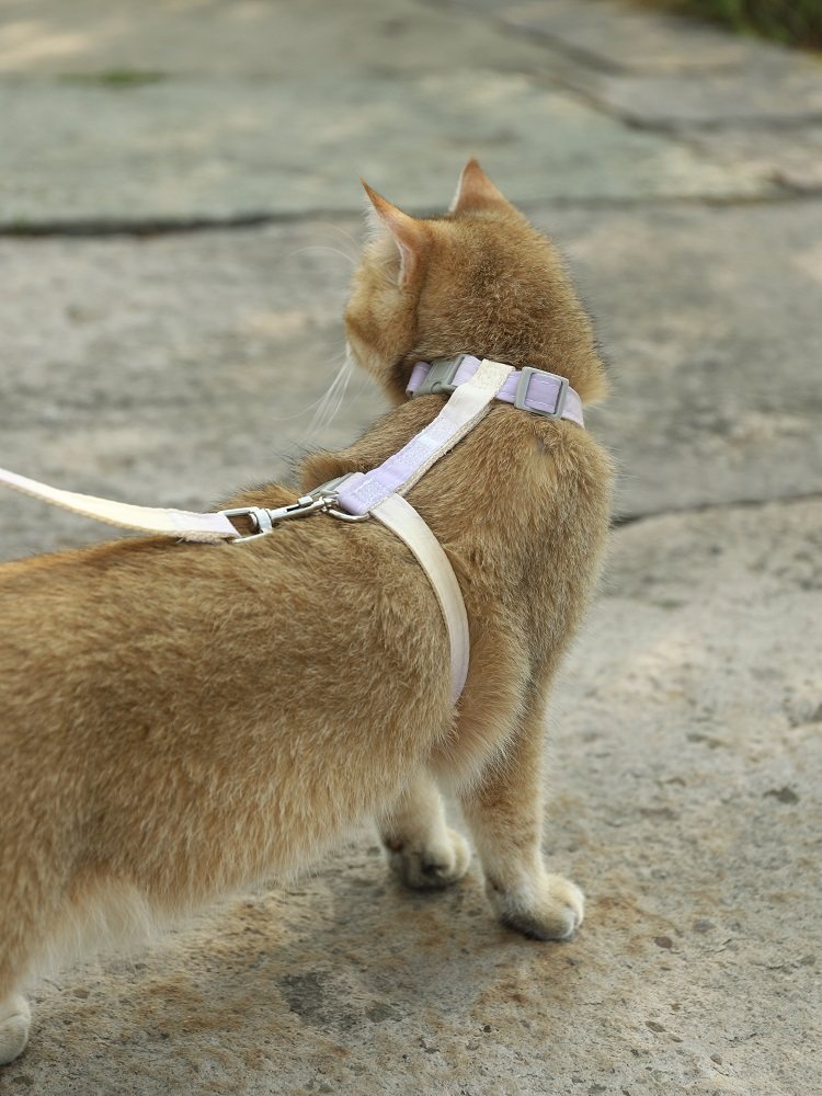 猫咪牵引绳遛猫绳防挣脱猫绳子猫猫外出栓猫链子猫背带可调节挂绳,淘宝优惠券,粉丝福利购,淘宝优惠卷