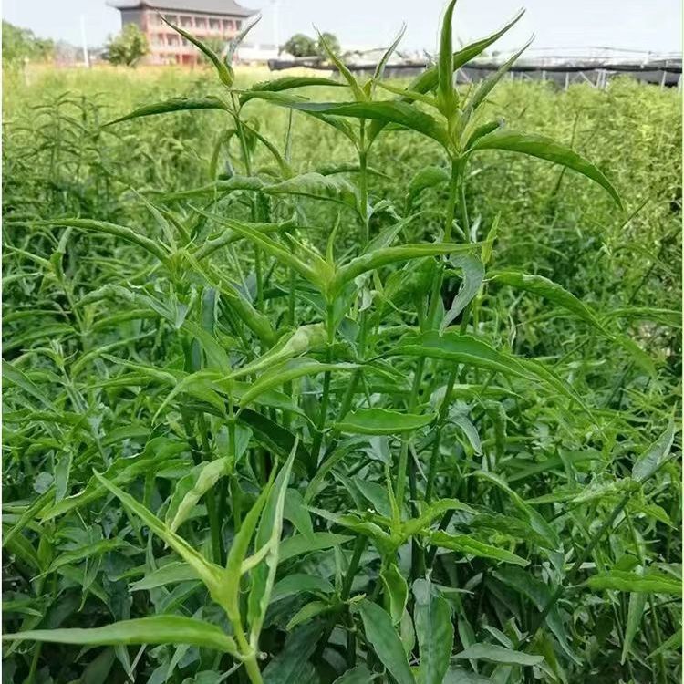 现摘纯种忧遁草鲜叶新鲜鳄嘴花纯野生黎王草小尖叶新鲜优盾草鲜叶 - 图1