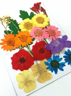 干花包标本diy手工压花