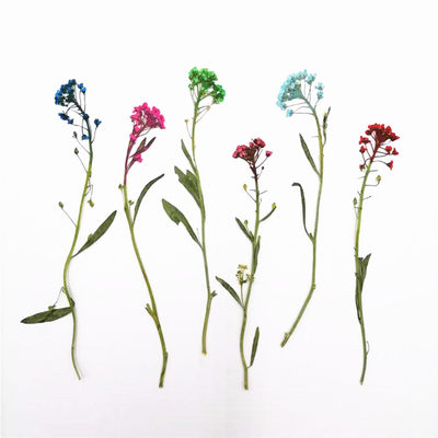 香雪球压花押花标本diy手工贴画框花材天然真花植物教学干花 顺峰干花工艺品 淘优券