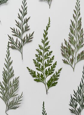 乌蕨 押花乌蕨标本押花材料DIY手工花材滴胶干花植物教学干花真花