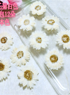 鳞托菊 押花花材diy手工花材滴胶干花植物教学干花标本天然真花
