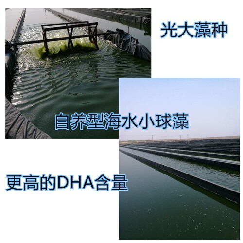 浓缩小球藻海水小球藻轮虫水蚤贝类石斑鱼开口饵料营养强化剂冰冻 - 图2