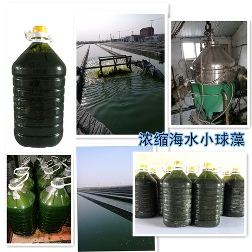 浓缩小球藻海水小球藻轮虫水蚤贝类石斑鱼开口饵料营养强化剂冰冻 - 图1