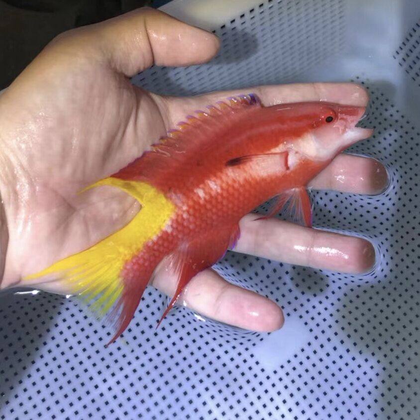 美国红狐 隆头鱼 海水鱼观赏鱼黄金吊活体珊瑚小丑鱼