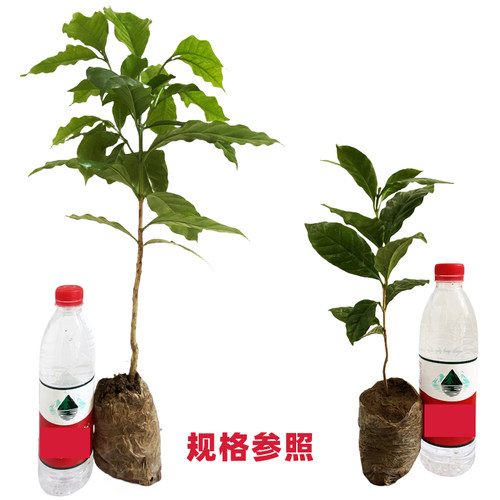 咖啡苗咖啡树瑰夏铁皮卡云南小粒咖啡鲜果盆栽庭院园林树苗 - 图3
