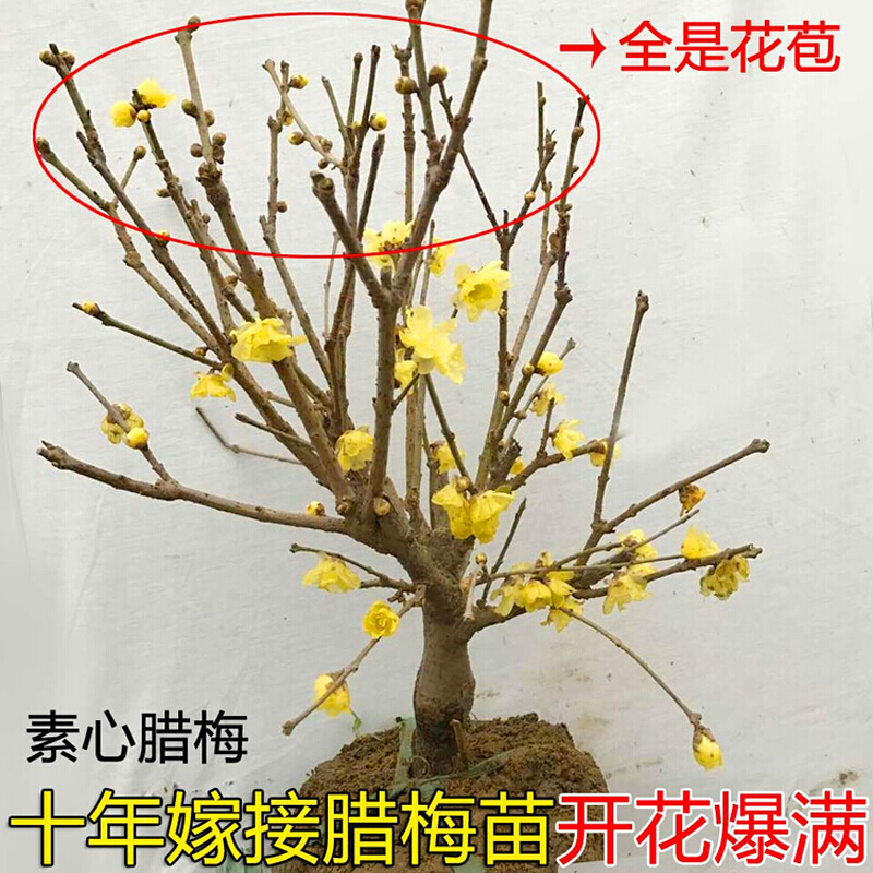 梅花盆栽老桩原生红梅腊梅盆景树苗耐寒花卉植物室内阳台庭院花苗 - 图3