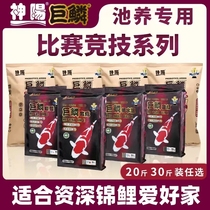 (Double 11 ex-gratia) Shenyang giant squalid carp fish grain feed to raise body color Yangbone bullies low water temperature red and white