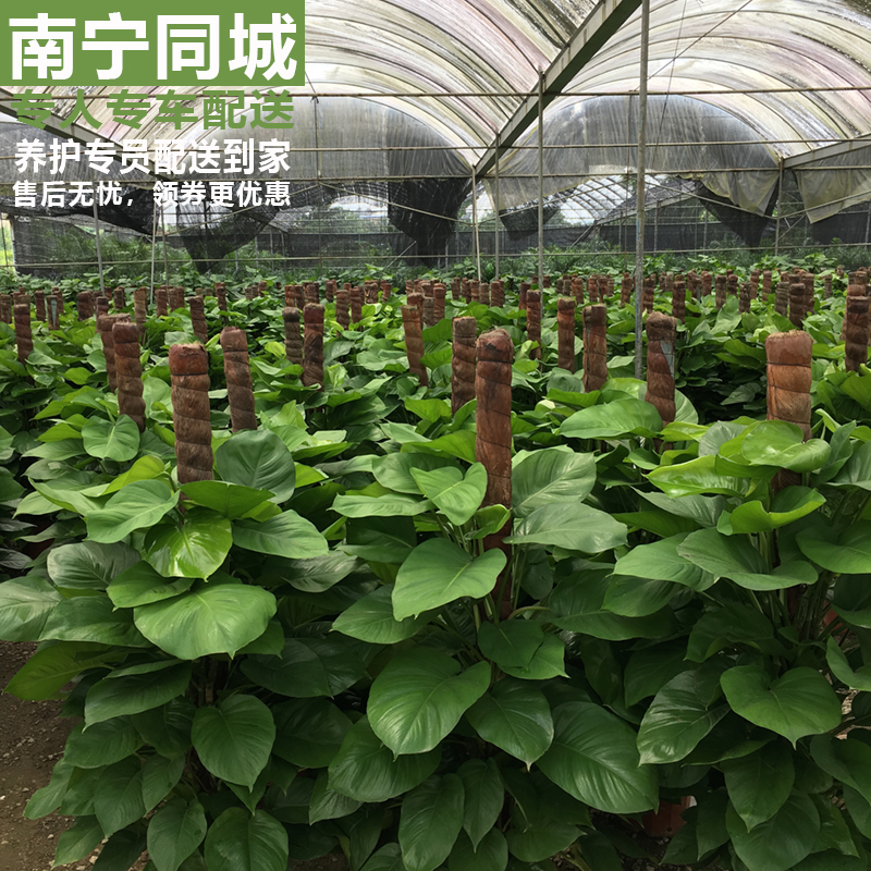 南宁绿萝大绿植大叶大型植物绿箩盆栽室内绿植常绿净化空气吸甲醛 - 图1