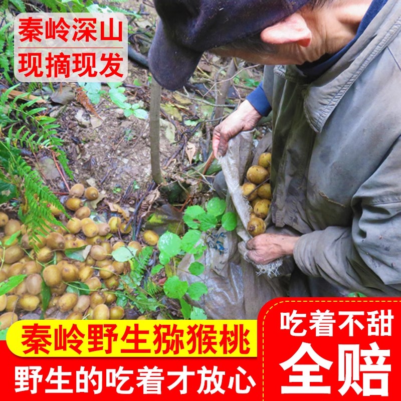 孕妇水果野生猕猴桃新鲜包邮秦岭野生小猕猴桃迷猴应季泡酒弥猴桃 - 图1