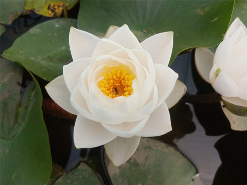 进口名贵精品耐寒睡莲根茎苗水生植物花卉白色 品种 暹罗茉莉 - 图2