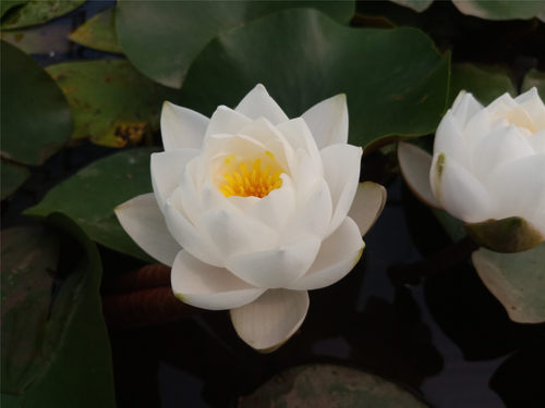 进口名贵精品耐寒睡莲根茎苗水生植物花卉白色 品种 暹罗茉莉 - 图0