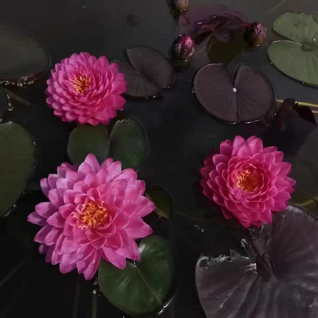 鸽子血 耐寒睡莲重瓣大花睡莲水生植物室内外庭院盆栽带花苞发货 - 图1