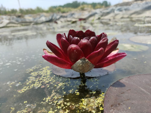 进口名贵稀有花卉精品耐寒香水睡莲带花苞苗黑红色--盆栽--黑公主 - 图1