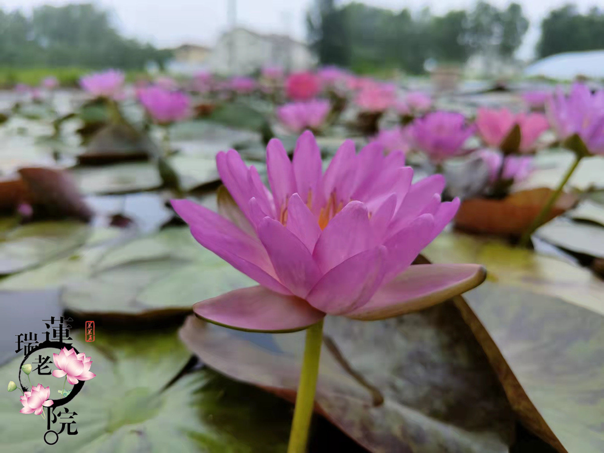 紫睡蓮盆 新人首單立減十元 22年9月 淘寶海外