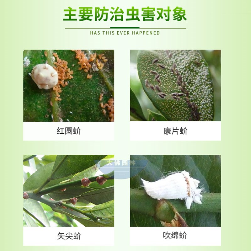 坪安搜介狂杀蚧噻虫高氯氟必治红蜡蚧白粉蚧蛾类蚧壳虫杀虫剂包邮 - 图2