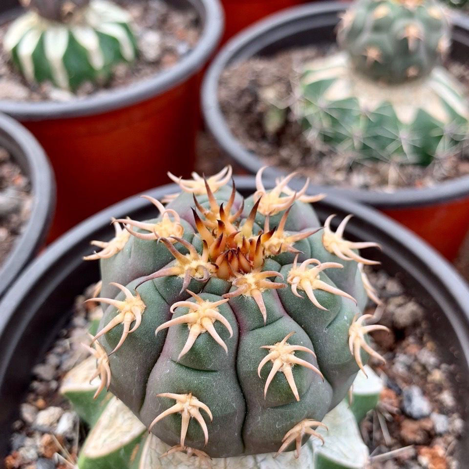 实生猫爪天平仙人球裸萼球属可爱萝卜根植物小盆栽控养,淘宝优惠券,粉丝福利购,淘宝优惠卷