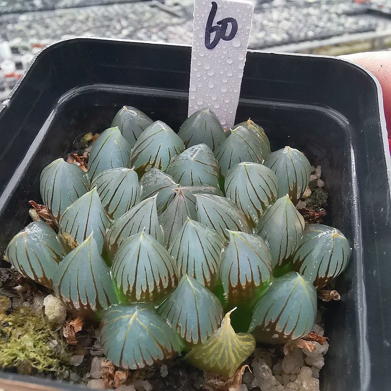 黑肌玉露包邮多肉植物盆栽四季易养办公桌阳台清新绿植趣味礼物,淘宝优惠券,粉丝福利购,淘宝优惠卷