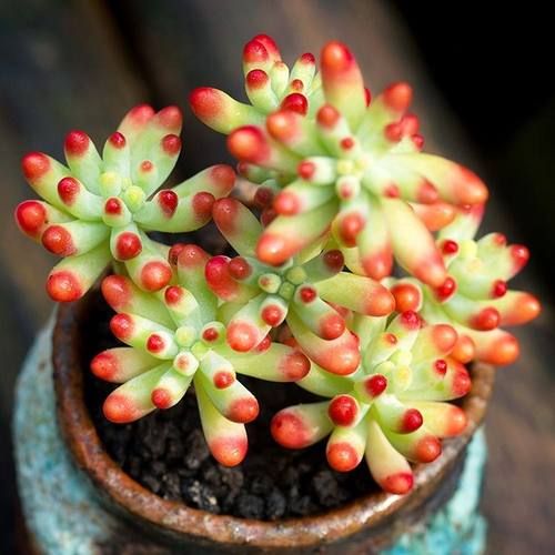 精选虹之玉多肉植物小老桩肉肉组合盆栽办公室内桌面防辐射花卉 - 图0