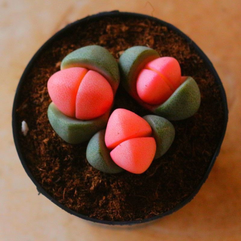 新品元宝番杏科粉色植物多肉稀有品种办公室盆栽阳台绿植,淘宝优惠券,粉丝福利购,淘宝优惠卷