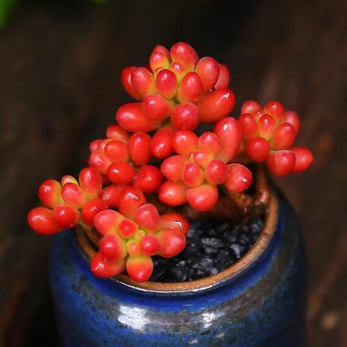 精选虹之玉多肉植物小老桩肉肉组合盆栽办公室内桌面防辐射花卉 - 图1